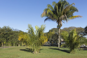 Beautiful garden with palm trees.