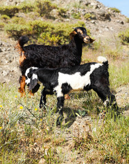 Obraz premium Cute long eared goat kids on rocky pasture
