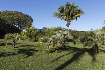 Fototapeta premium Beautiful garden with palm trees.