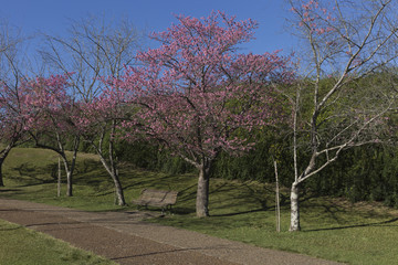 Flowering of cherry trees in the botanic garden of Curitiba.