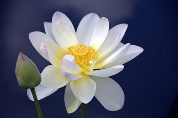 White Lotus flower with bud and blue background 