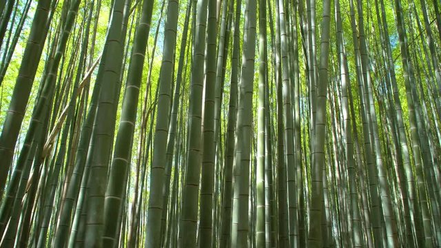 green bamboo forest in the daylight