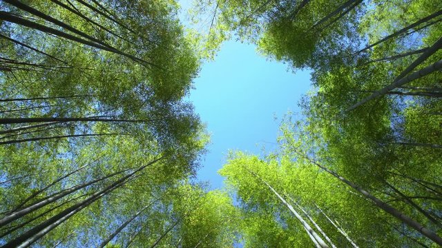 looking up at blue sky among bamboo foliage