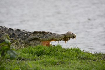 Close up, Wild Crocodile, near Chobe river, Chobe National Park, Botswana, Africa