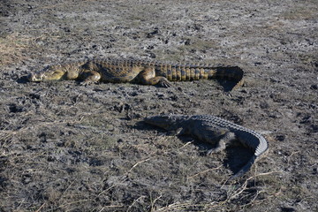Wild Crocodiles staying on the ground near Chobe river, Chobe National Park, Botswana, Africa