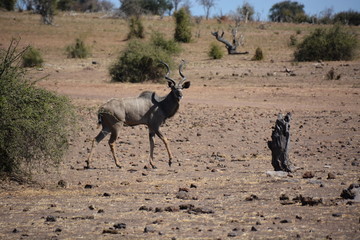 Naklejka na ściany i meble Male Kudu is walking in the bush, Chobe National Park, Botswana, Africa