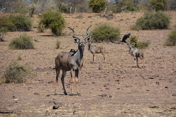 Male Kudu standing in the bush, Chobe National Park, Botswana, Africa