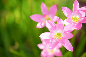 Fototapeta premium Beautiful pink rain lily close up on blurry green leaves.