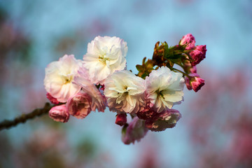 The sakura in blossom in garden.