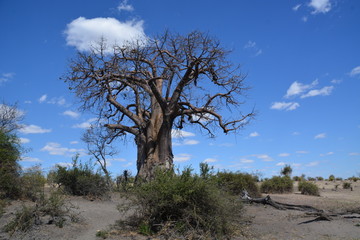 Baobab tree in Chobe National Park, Kasane, Botswana, Africa