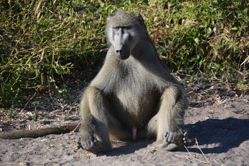 Sitting Baboon in Chobe National Park, Botswana, Africa