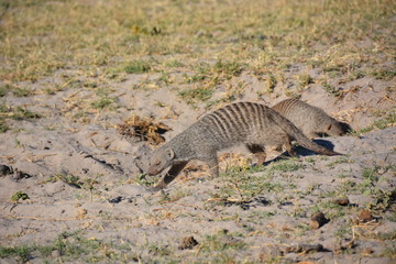 Group of Banded Mongoose in Chobe National Park, Kasane, Botswana, Africa