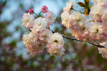 The sakura in blossom in garden.