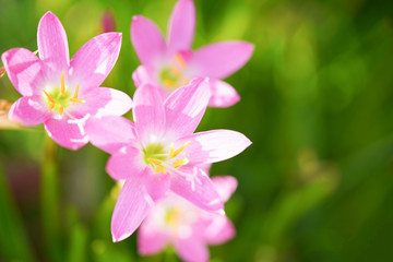 Beautiful pink rain lily close up on blurry green leaves.