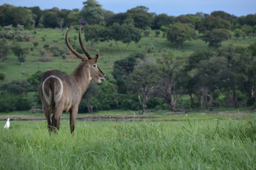 Water buck is walking on Sedudu island in Chobe river, Chobe National Park, Botswana, Africa