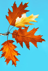 Autumn leaves on the sky.
