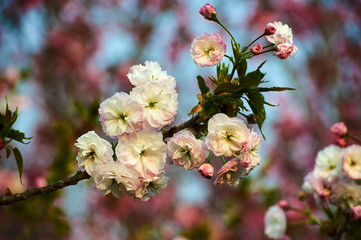 The sakura in blossom in garden.