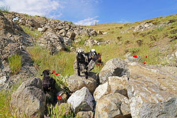 Cute long eared goat kids on rocky pasture