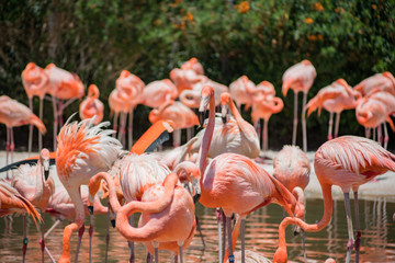 Fototapeta premium Group of Flamingos in the famous SeaWorld
