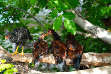 Young free range colorful hens sitting on a tree branch. Concept of kissing in public.