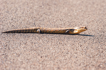 Blue tongued lizard crossing road