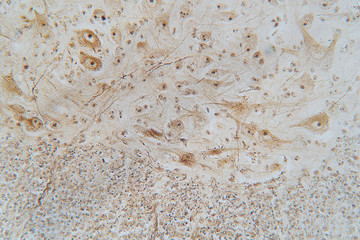Neurons cells from the spinal cord under microscope view