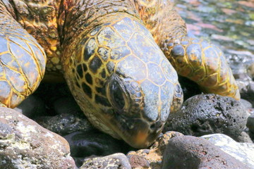 sea turtle