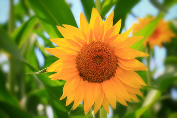 Beautiful sunflower closeup