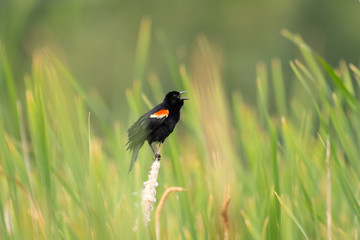 Red winged black bird in grass