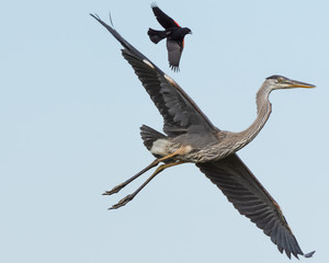 Blue heron flying high