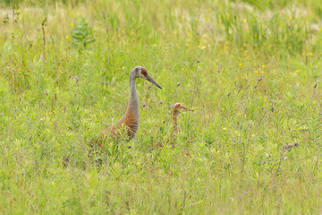Sandhill crane with young baby