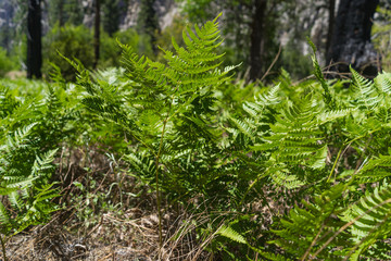 Naklejka premium Green bushes