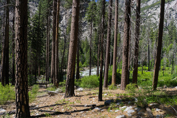 Trees blocking the river