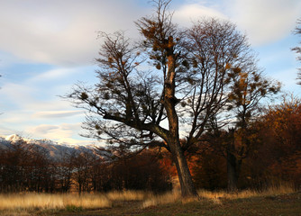 Fototapeta na wymiar Fall tree with blue sky, clouds and yellow vegetation