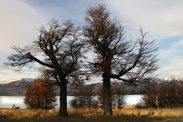 Fototapeta na wymiar Fall trees with lake and blue sky