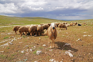 Fototapeta premium White headed sheep looking curiously to the camera and large number sheep on meadow in background