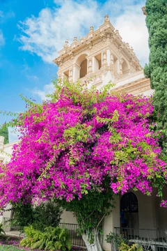 Beautiful Bougainvillea blossom in the beautiful and historical Balboa Park  Stock Photo | Adobe Stock