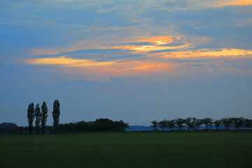 Sunset and poplar