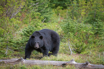 Black Bear Adult in Mt Rainier National Park