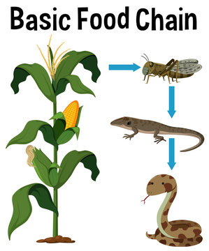 Science Basic Food Chain
