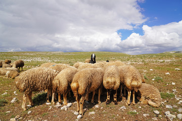 Fototapeta premium Large number sheep are resting on the meadow and one black goat which is among them looking to the camera, selective focus