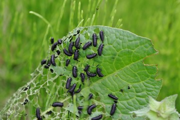 植物を食い尽くす虫
