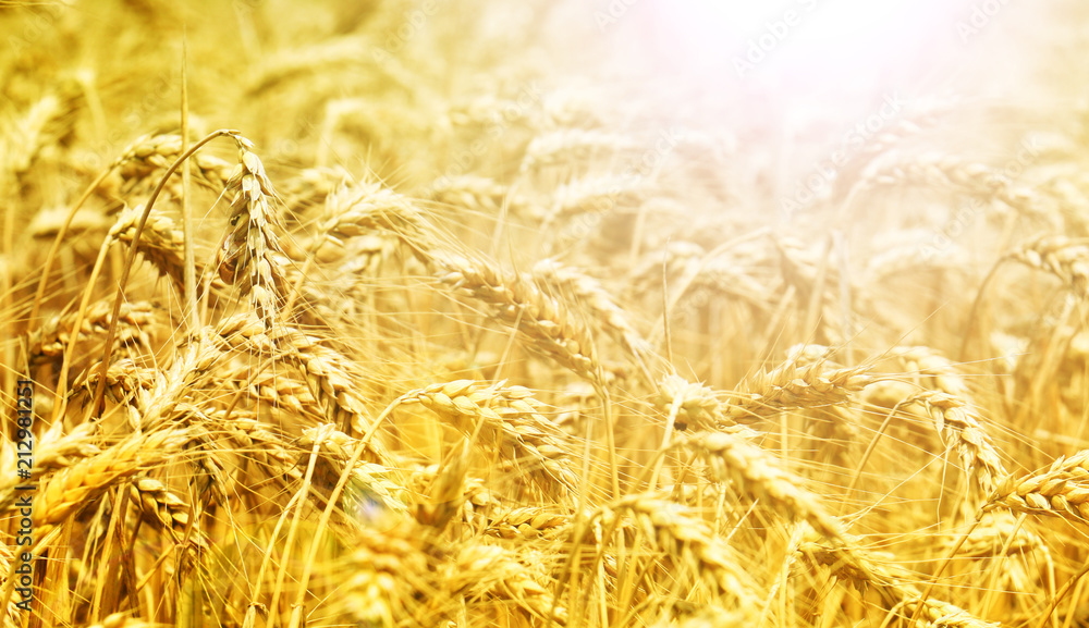 Poster wheat field. ears of golden wheat close up.