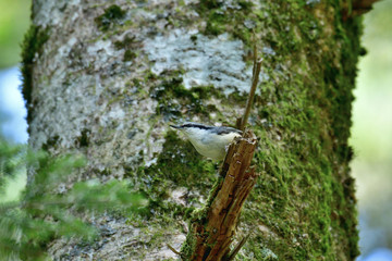 木の枝でくつろぐゴジュウカラ