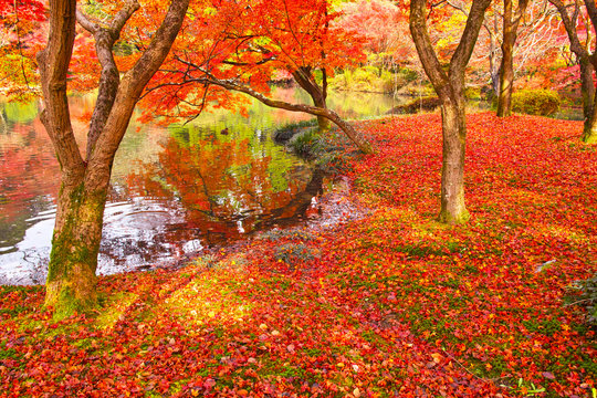 散り紅葉と池
