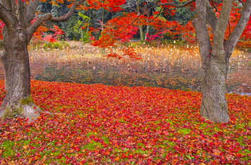散り紅葉と池と枯れたハス

