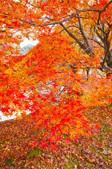 散り紅葉と紅葉と池

