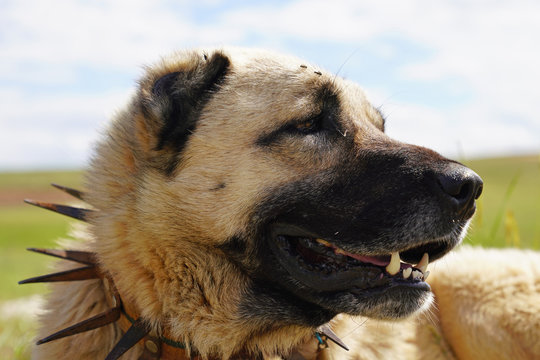 Kangal dog cheap spike collar