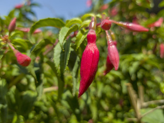Hibiscus piment