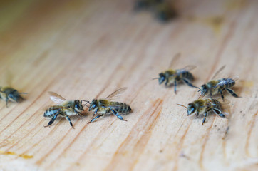 Bees walk around on surface of wall of hive, selective focus